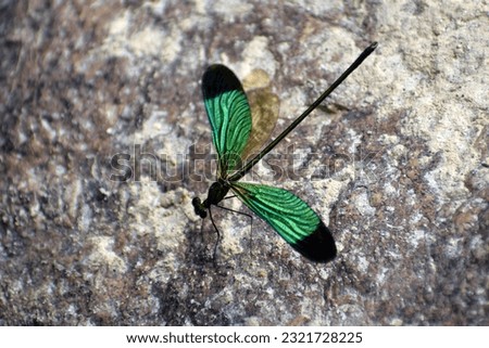 Close-up of a green dragonfly sitting on a rock in the sunlight,Tropical Dragonfly at waterfall in Thailand,the dragonfly at near waterfall.Picture of a very beautiful dragonfly.selective focus.