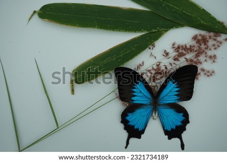 Very pretty blue butterfly in the photo with added dried flowers and leaves