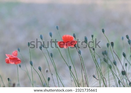 Red poppy flowers in spring in a field 