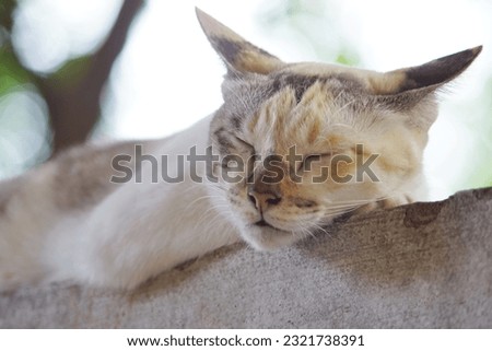 Close up shot of cat napping on  concrete 