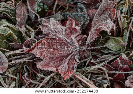 Leaves covered by ice