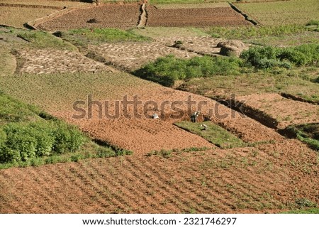Malagasy men working hard in the rice fields,Madagascar