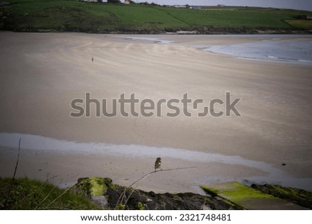 Single Small bird, wildlife, costal area, Ireland 