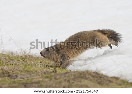 Isolated Marmot while running on the snow background in winter
