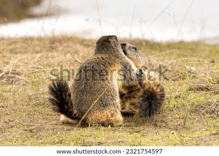 Two Marmot ground hog while fighting