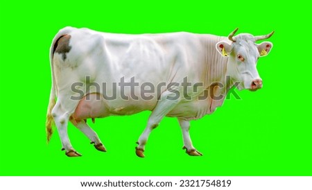 white cow green screen for Eid Adha 