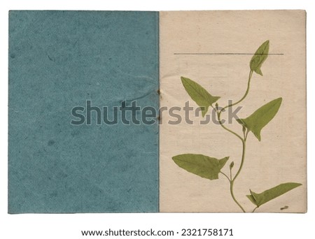 Vintage background of old paper texture with dry plant isolated
