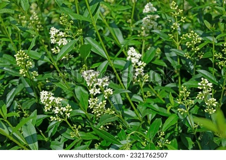Flowering privet, Ligustrum, in early summer Royalty-Free Stock Photo #2321762507