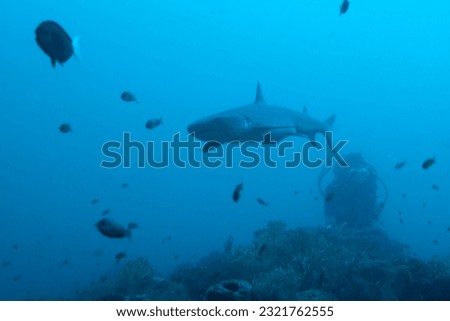 Shark underwater looking at you ready to attack