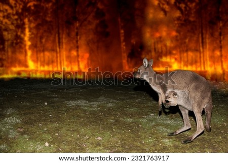 Kangaroo escaping from Australia bush fire devastation Royalty-Free Stock Photo #2321763917
