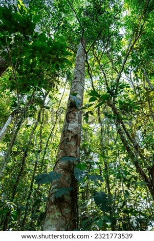 Vertical photo looking at the sky of a dense primary forest in the jungle of the Ecuadorian Amazon rainforest, Tena, Latin America. Flora, ecosystem, vegetation. Many trees and different species.