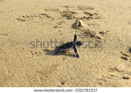 baby turtle walking on a white sandy beach heading out to sea
