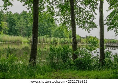 A lake among green grasses, emerging from behind the trees