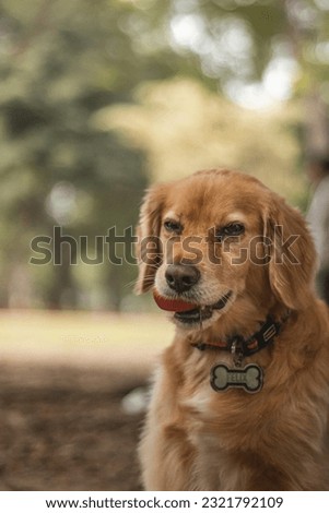 Profesional Pet photography in park 