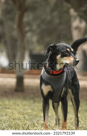 Profesional Pet photography in park 