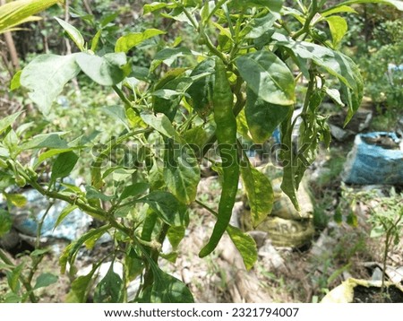  Asian Bell Pepper Chilipiquin Chilli(Weraniya miris) in My Garden 2023