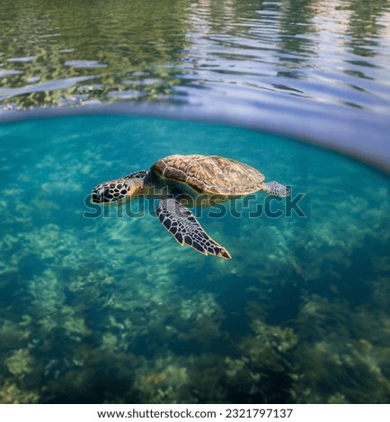 a sea turtle gliding through the water in Maui, Hawaii, is both beautiful and serene. It has been used by companies in a variety of industries, including travel, tourism, and environmental conservatio