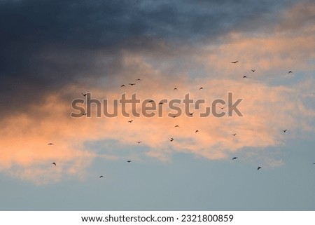 birds and clouds with sunset