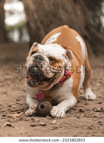 Professional Pet Photography in park
