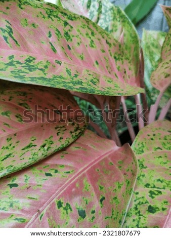 close up of beautiful leaf plants in the garden