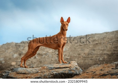 A very beautiful dog Pharaoh Hound stands and poses on a stone on a summer evening. Royalty-Free Stock Photo #2321809945