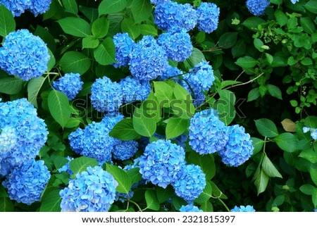 Pictures of beautiful blooming hydrangeas