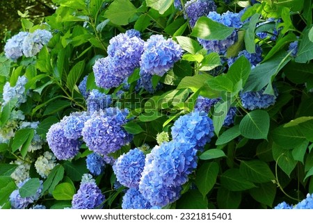 Pictures of beautiful blooming hydrangeas