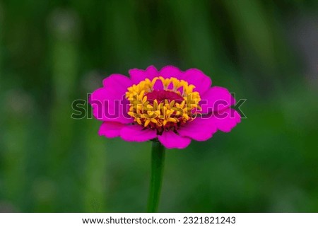 Blossom pink zinnia flower on a green background on a summer day macro photography. Blooming zinnia with violet petals close-up photo in summertime. 