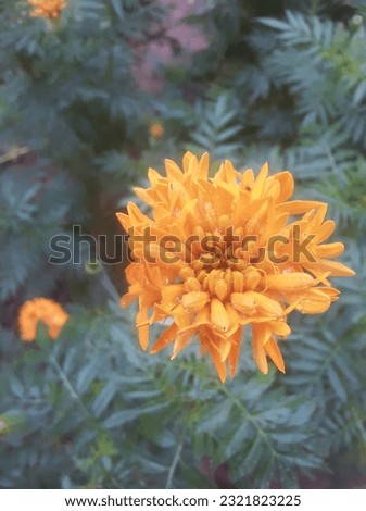 Fresh yellow colour beautiful flower 