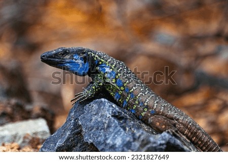  Tenerife male lizard on a rock, (Gallotia galloti eisentrauti), Canary islands, Spain Royalty-Free Stock Photo #2321827649