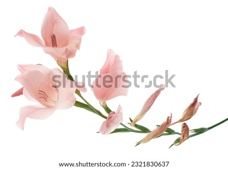 Gladiolus flowers, Pink gladiolus blooming on branch isolated on white background, with clipping path    Royalty-Free Stock Photo #2321830637