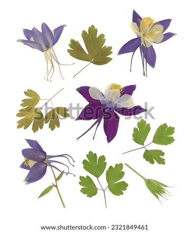 Pressed and dried flowers, leaves, isolated on white background. For use in floral patterns, compositions, herbariums, scrapbooking, floristry.