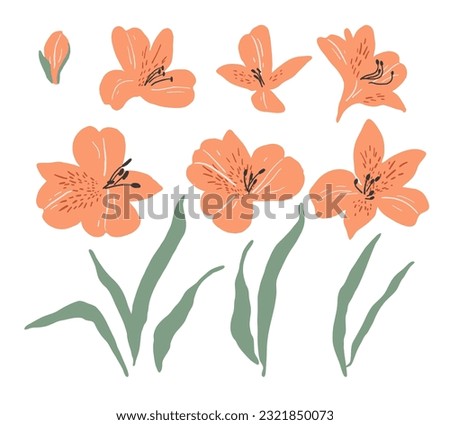 Set of hand drawn alstroemeria flowers Royalty-Free Stock Photo #2321850073