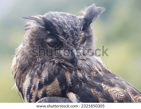 Eurasian eagle-owl (Bubo bubo) photographed in South Tyrol in September