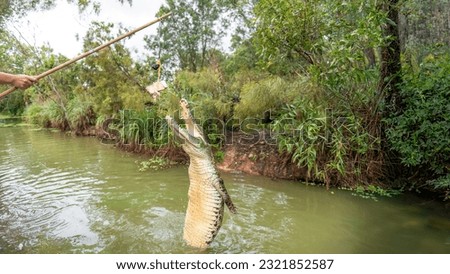A jumping crocodile on the Adelaide River, Darwin, Australia.	 Royalty-Free Stock Photo #2321852587