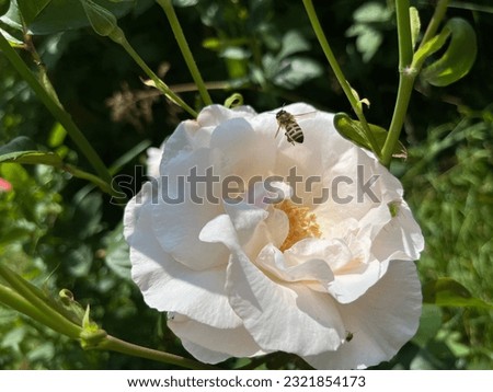 A white rose and bee