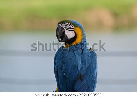 Close up of Macaw Bird, The blue and yellow macaw, Ara ararauna, also known as the blue and gold macaw