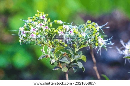Giant Milkweed Calotropis gigantea Widuri Flower Stock Photos, Images Pictures