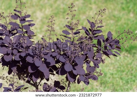 Smoke bush and inflorescences plant cotinus coggygria variety royal purple. Natural dark red leaves skumpia tannery from the anacardiaceae family. Deciduous shrub with purple leaf of dyer's sumach.