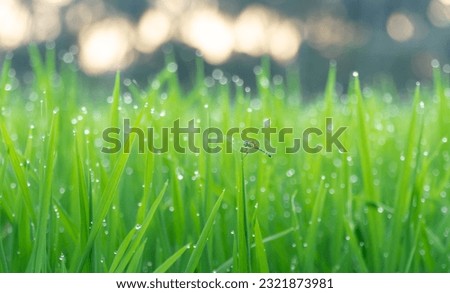 Dragonfly perched on a rice plant with dew drops and beautiful bokeh. Shallow focus, blurred background. Concept of leaves and insects. Green nature background. Food plant background.