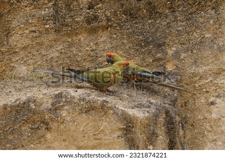 Red-fronted Macaw, ara rubrogenys, Pair standing on Rocks Royalty-Free Stock Photo #2321874221