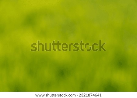 Blurred green nature background of leaves in field in morning sunlight. Abstract art. Cover photo background.