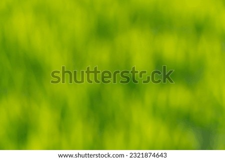 Blurred green nature background of leaves in field in morning sunlight. Abstract art. Cover photo background.
