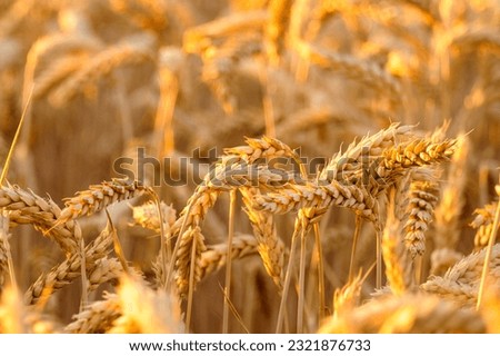 Golden spikelets grow in rural wheat field illuminated by sunlight on summer day. Agriculture and seasonal harvest in countryside close view Royalty-Free Stock Photo #2321876733