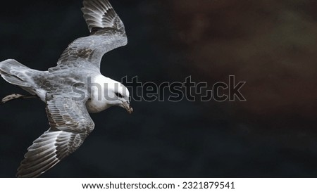 Seagull bird flying over the Atlantic ocean