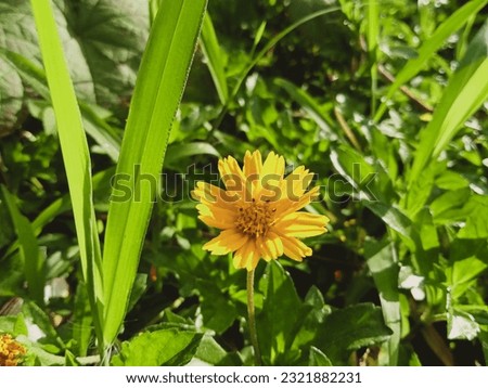 yellow flower greenplant yard single Royalty-Free Stock Photo #2321882231