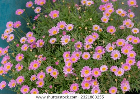 Selective focus of purple pink flower with green leaves in garden, Argyranthemum frutescens known as Paris daisy or marguerite daisy, A perennial plant known for its flowers, Nature floral background.