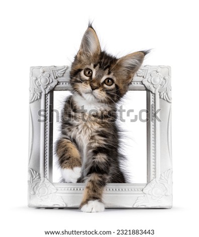 Super sweet classic brown tabby with white Maine Coon cat kitten, standing through white empty picture frame. Looking straight to camera with mesmerising brown eyes. Isolated on a white background.
