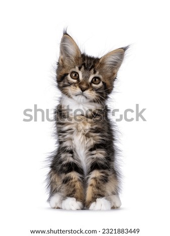 Super sweet classic brown tabby with white Maine Coon cat kitten, sitting up facing front. Looking straight to camera with mesmerising brown eyes. Isolated on a white background.