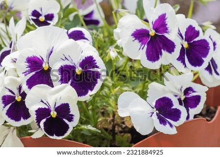 In a large plastic flowerpot, a flowering bush of annual lilac-white decorative pansies.